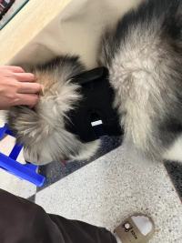 Dog Neck Brace for Dogs Neck Pain review 1
