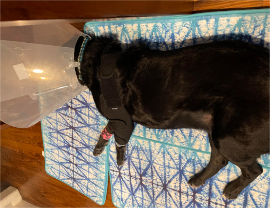 Dog Double Elbow & Shoulder Brace review Yuiop