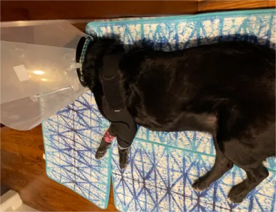 Dog Double Elbow & Shoulder Brace review 