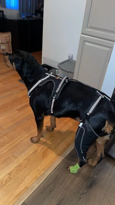 Dog Knee Brace with Metal Splint Hinge Support for ACL review 