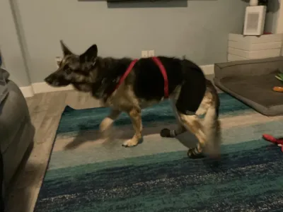 Dog Hip Dysplasia Brace review 