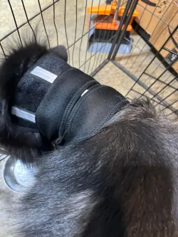 Dog Neck Brace for Dogs Neck Pain review Knausg 01