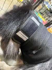 Dog Neck Brace for Dogs Neck Pain review 2