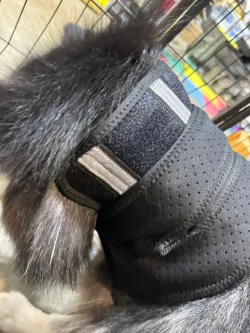 Dog Neck Brace for Dogs Neck Pain review Knausg 03