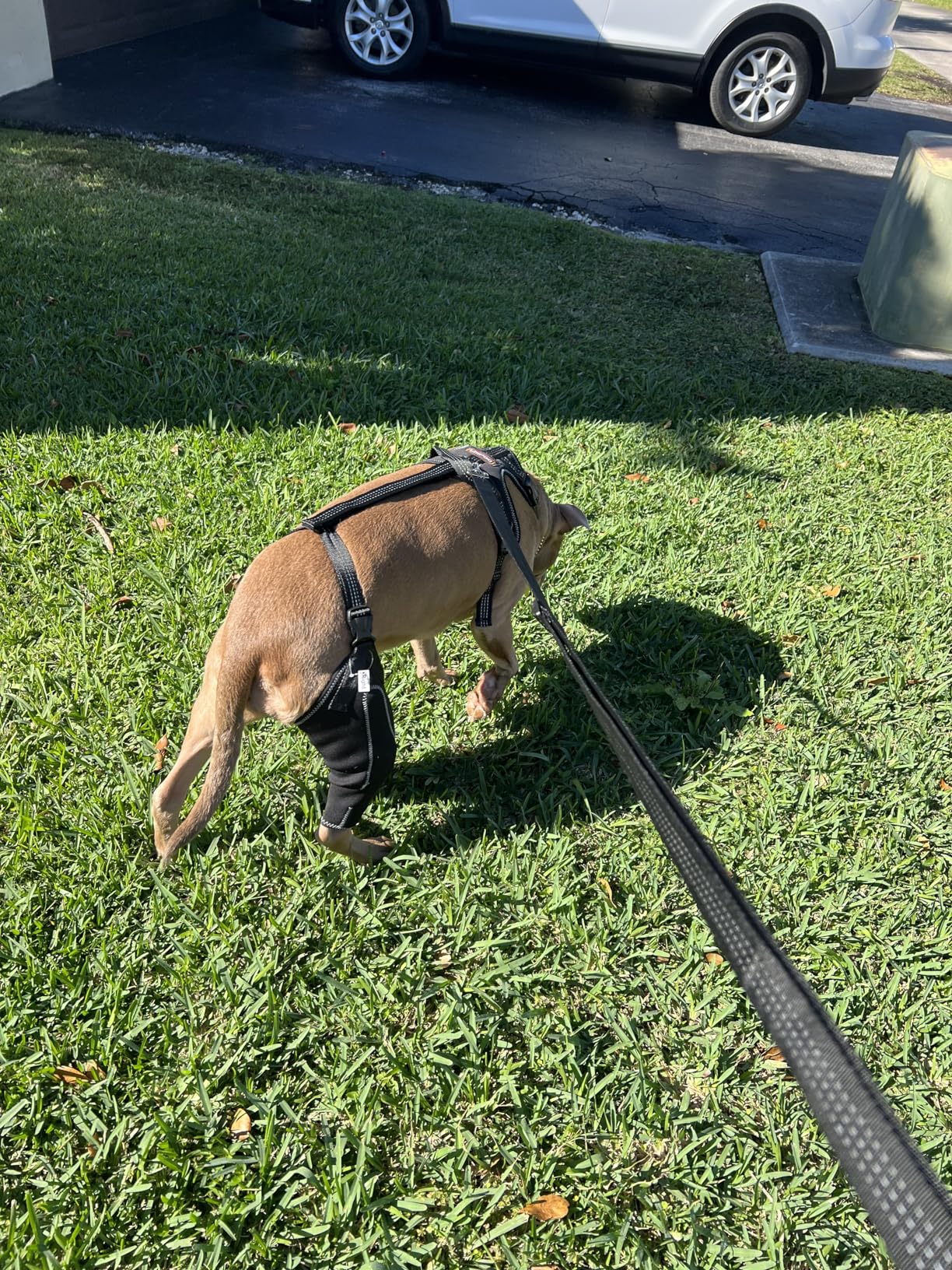 Dog Knee Brace for Torn Acl Hind Leg review Kdsahduw 01