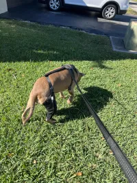 Dog Knee Brace for Torn Acl Hind Leg review 0