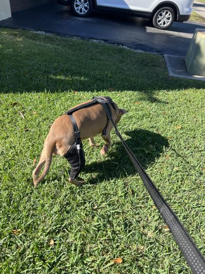 Dog Knee Brace for Torn Acl Hind Leg review