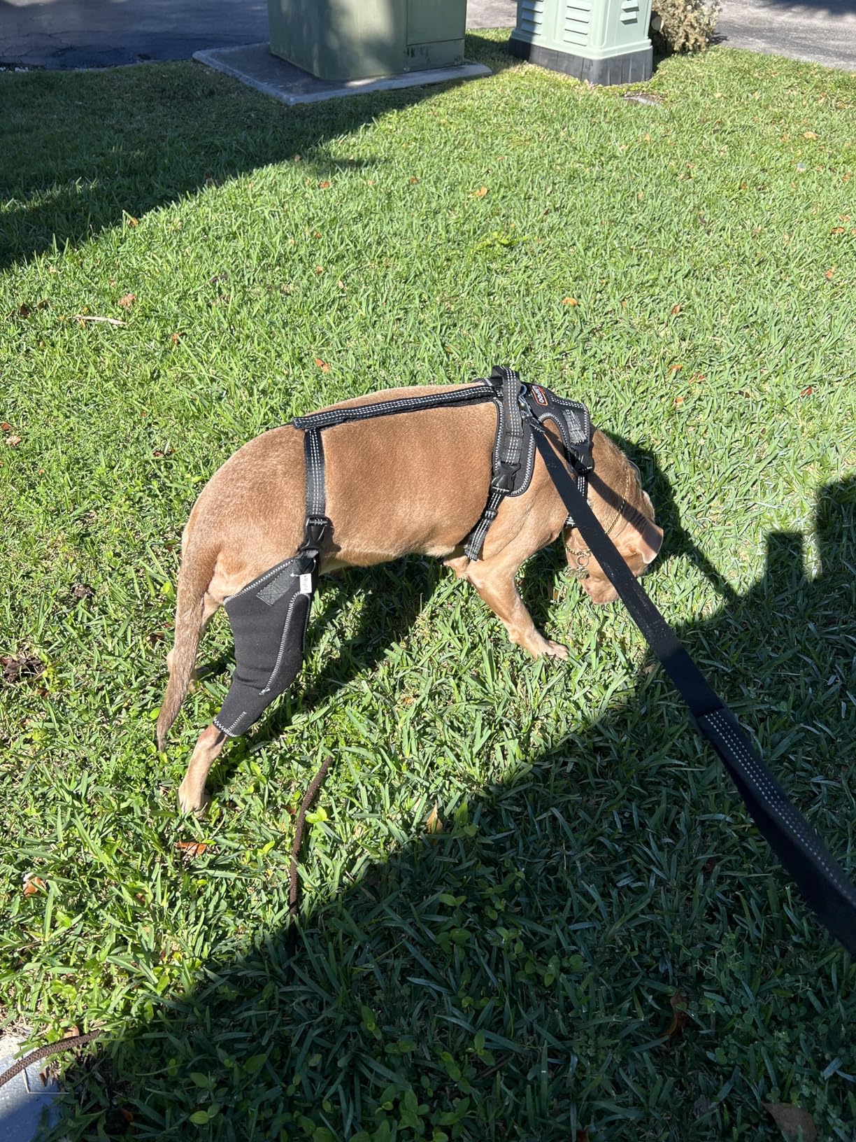 Dog Knee Brace for Torn Acl Hind Leg review Kdsahduw 02