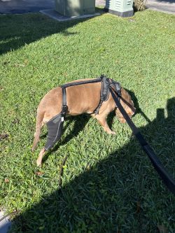 Dog Knee Brace for Torn Acl Hind Leg review Kdsahduw 02