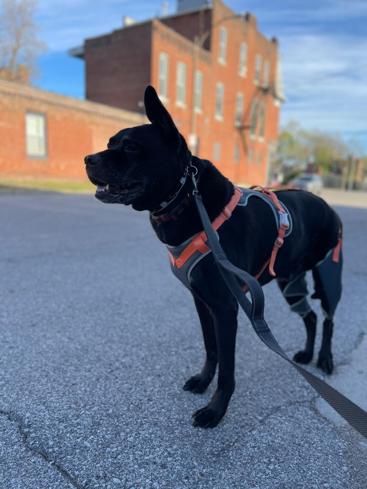 Dog Knee Brace with Metal Splint Hinge Support for ACL review Ludsb