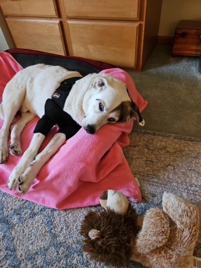 Dog Double Elbow & Shoulder Brace review 