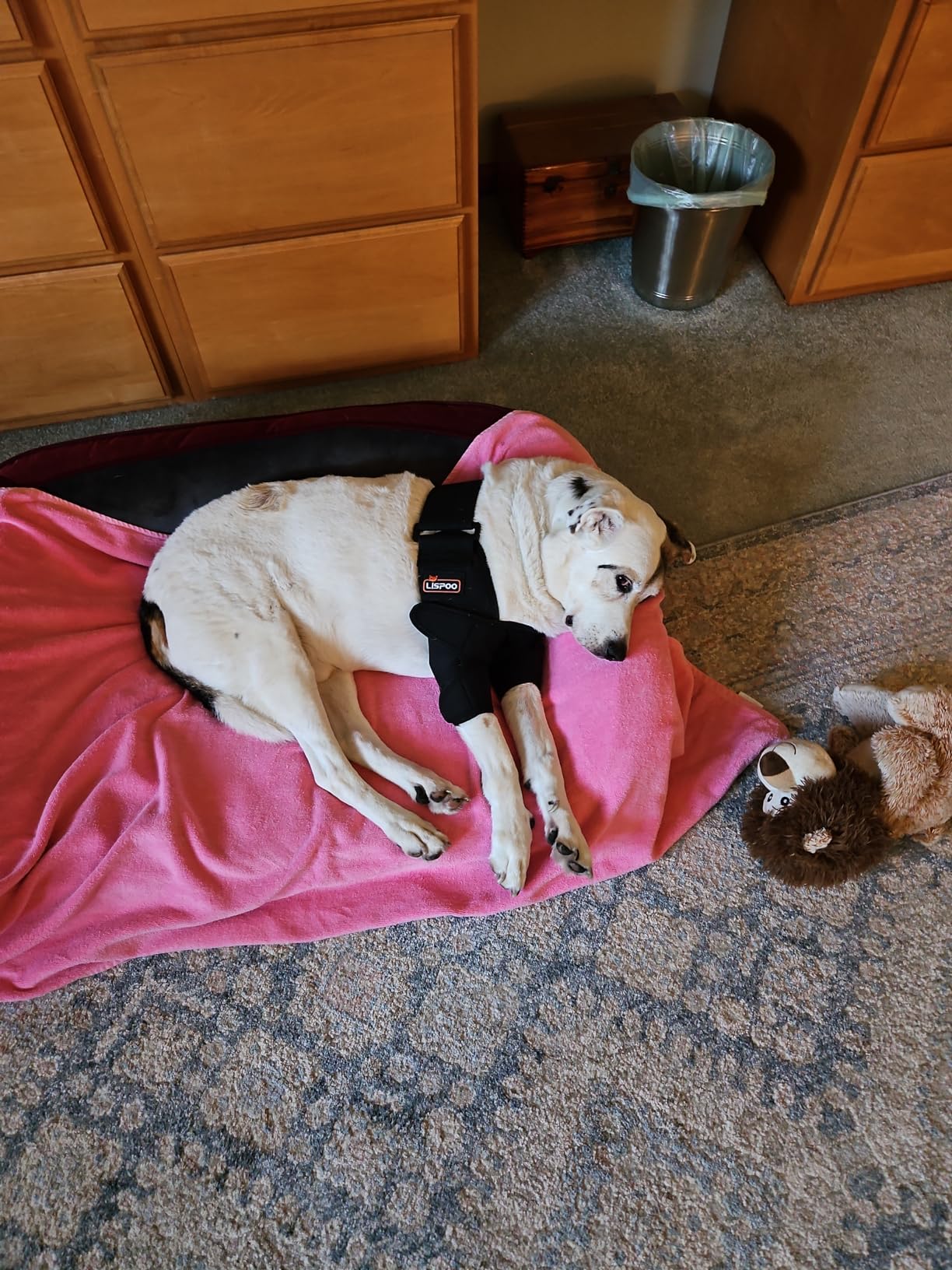 Dog Double Elbow & Shoulder Brace review Akhgb 02