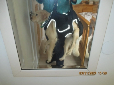 Dog Lift Harness with Handle review 