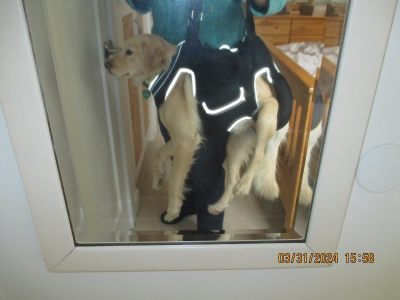 Dog Lift Harness with Handle review