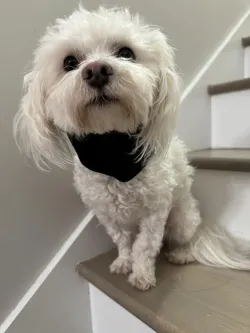 Dog Neck Brace for Dogs Neck Pain review Louj 01