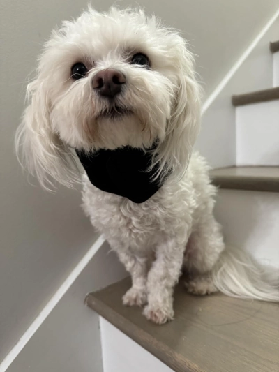 Dog Neck Brace for Dogs Neck Pain review 