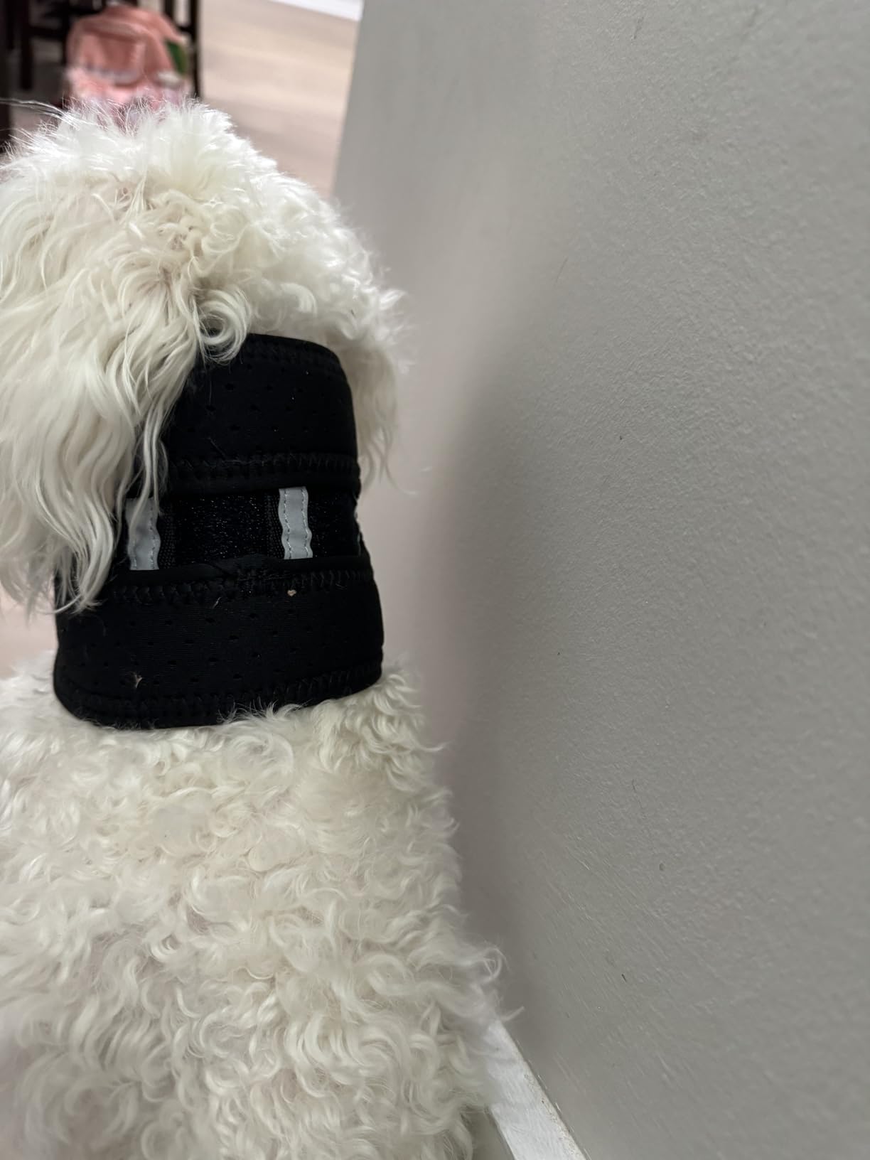 Dog Neck Brace for Dogs Neck Pain review Louj 02