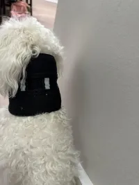 Dog Neck Brace for Dogs Neck Pain review 1