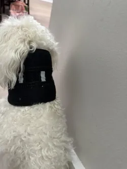 Dog Neck Brace for Dogs Neck Pain review Louj 02