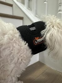 Dog Neck Brace for Dogs Neck Pain review 2