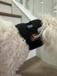 Dog Neck Brace for Dogs Neck Pain review 2