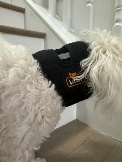 Dog Neck Brace for Dogs Neck Pain review Louj 03