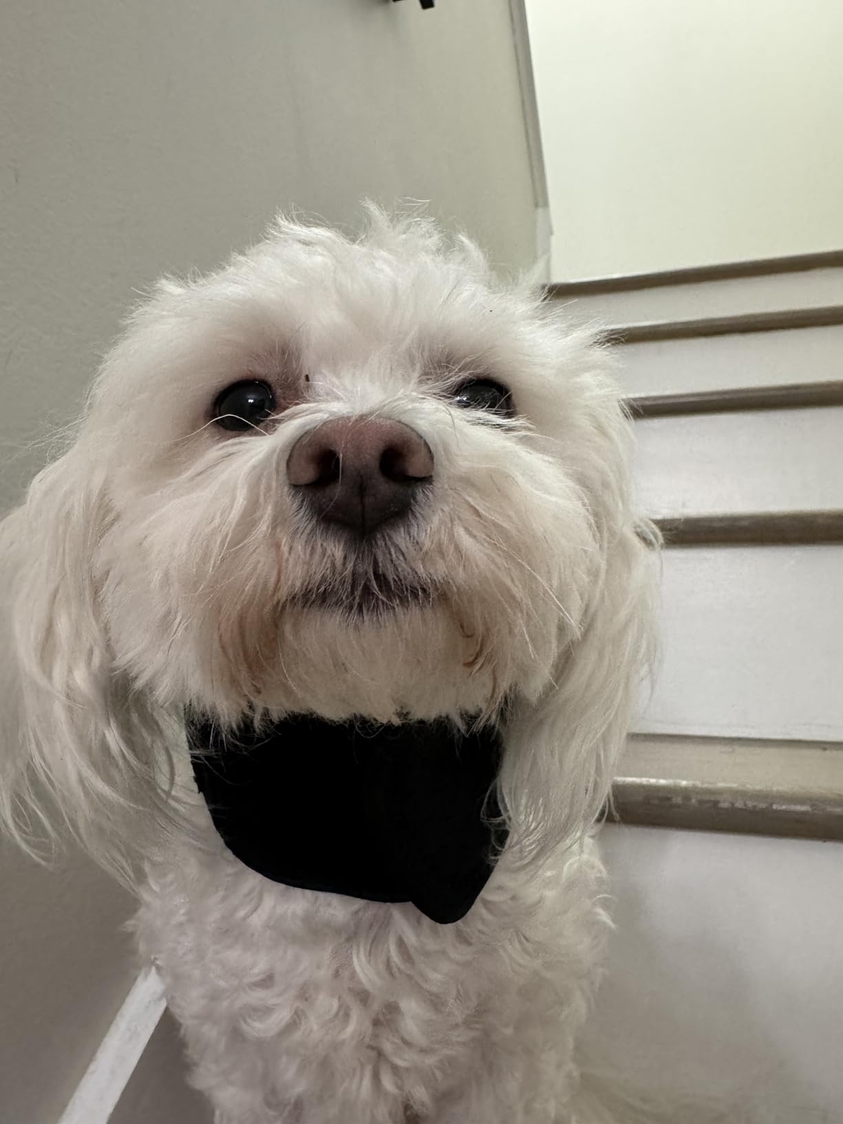 Dog Neck Brace for Dogs Neck Pain review Louj 04