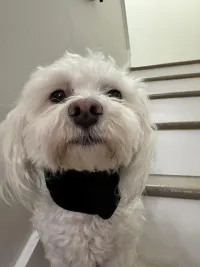 Dog Neck Brace for Dogs Neck Pain review 3