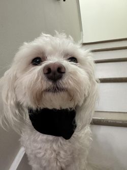 Dog Neck Brace for Dogs Neck Pain review Louj 04