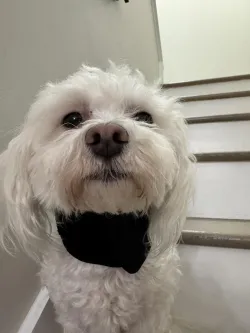 Dog Neck Brace for Dogs Neck Pain review Louj 04