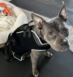 Dog Lift Harness with Handle review Ashu 01