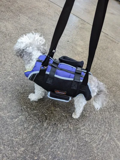 Dog Lift Harness with Handle review 