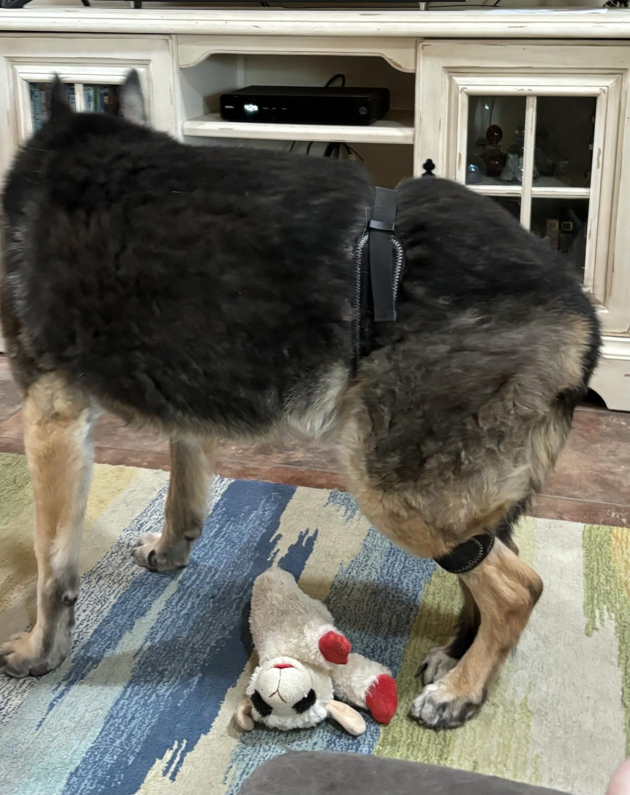 Dog Hip Brace for Hind Leg review Lohn