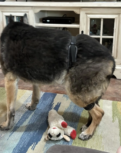 Dog Hip Brace for Hind Leg review 