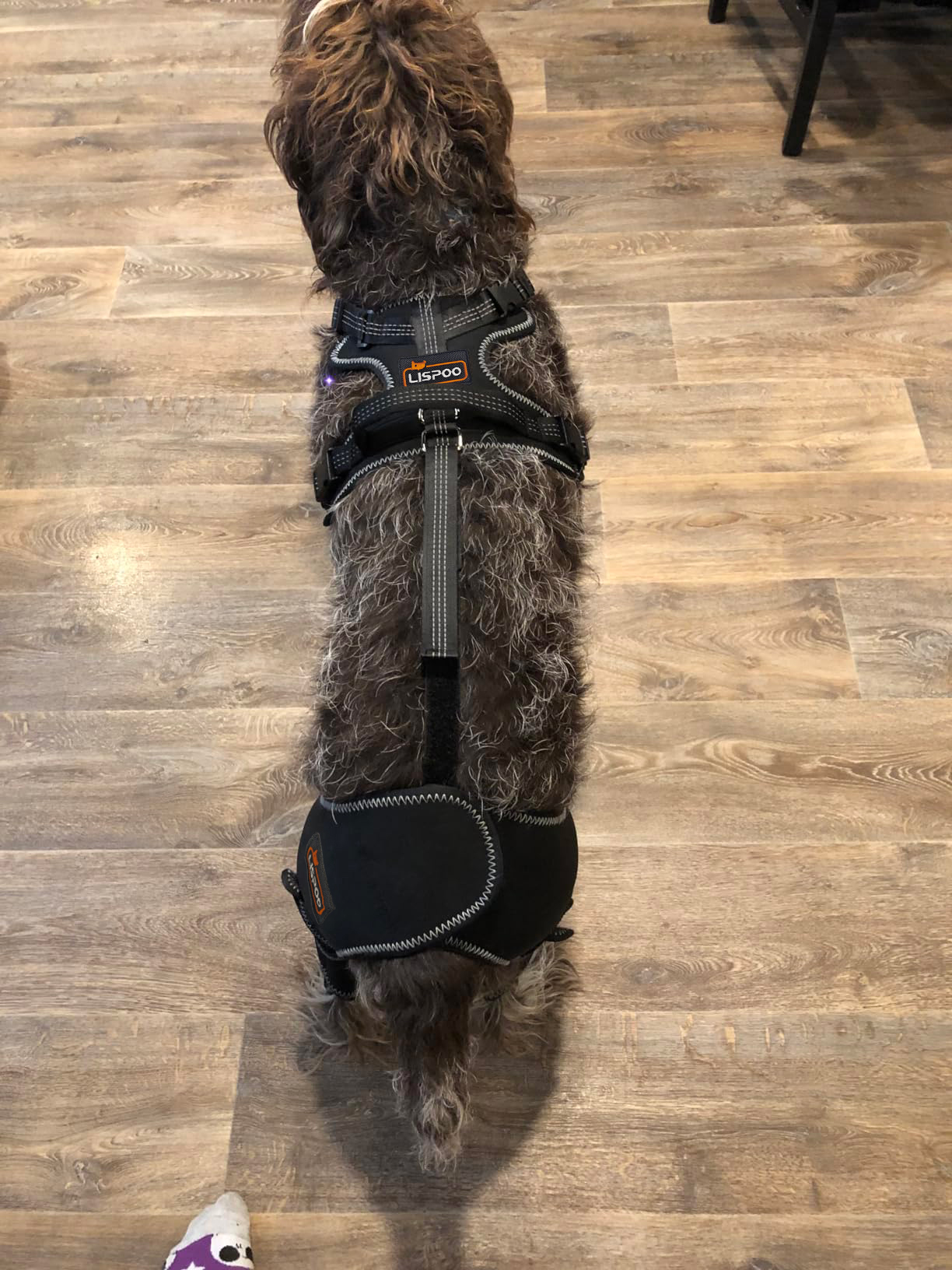 Dog Knee Brace for Back Leg Torn CCL review Pohg