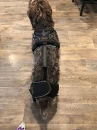Dog Knee Brace for Back Leg Torn CCL review 0
