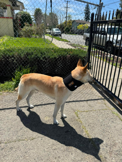 Dog Neck Brace for Dogs Neck Pain review