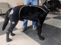 Licking Sleeve for Dogs Hind Leg review 0