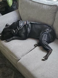 Dog Knee Brace for Torn Acl Hind Leg review 0