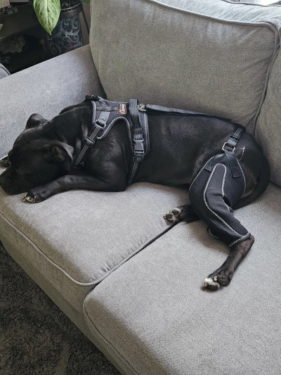Dog Knee Brace for Torn Acl Hind Leg review 