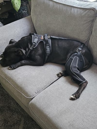 Dog Knee Brace for Torn Acl Hind Leg review