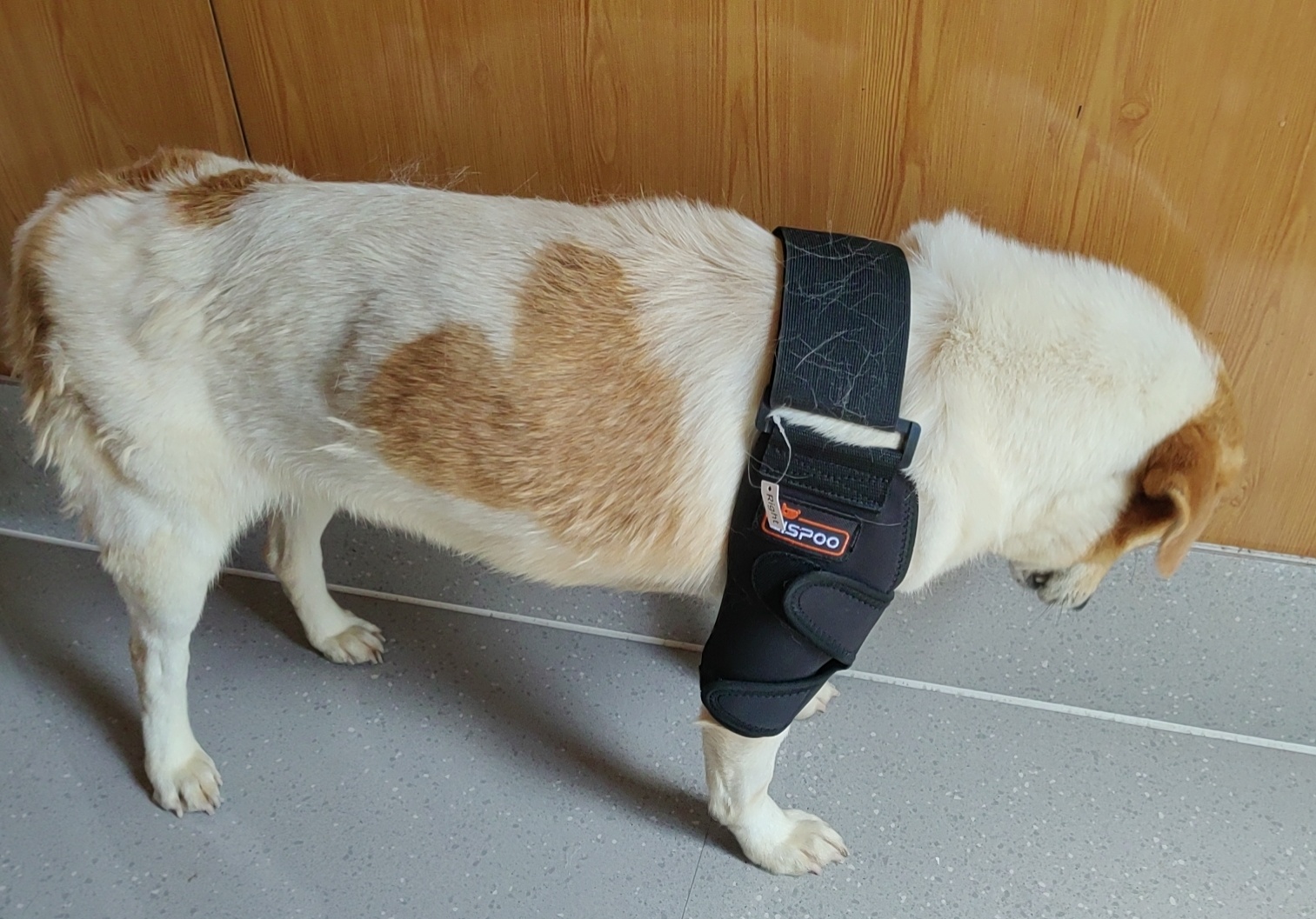 Dog Double Elbow & Shoulder Brace review Lg 01