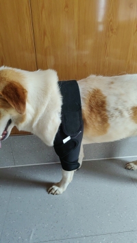 Dog Double Elbow & Shoulder Brace review 1