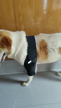Dog Double Elbow & Shoulder Brace review 1