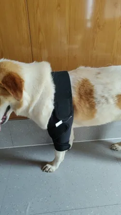 Dog Double Elbow & Shoulder Brace review Lg 02