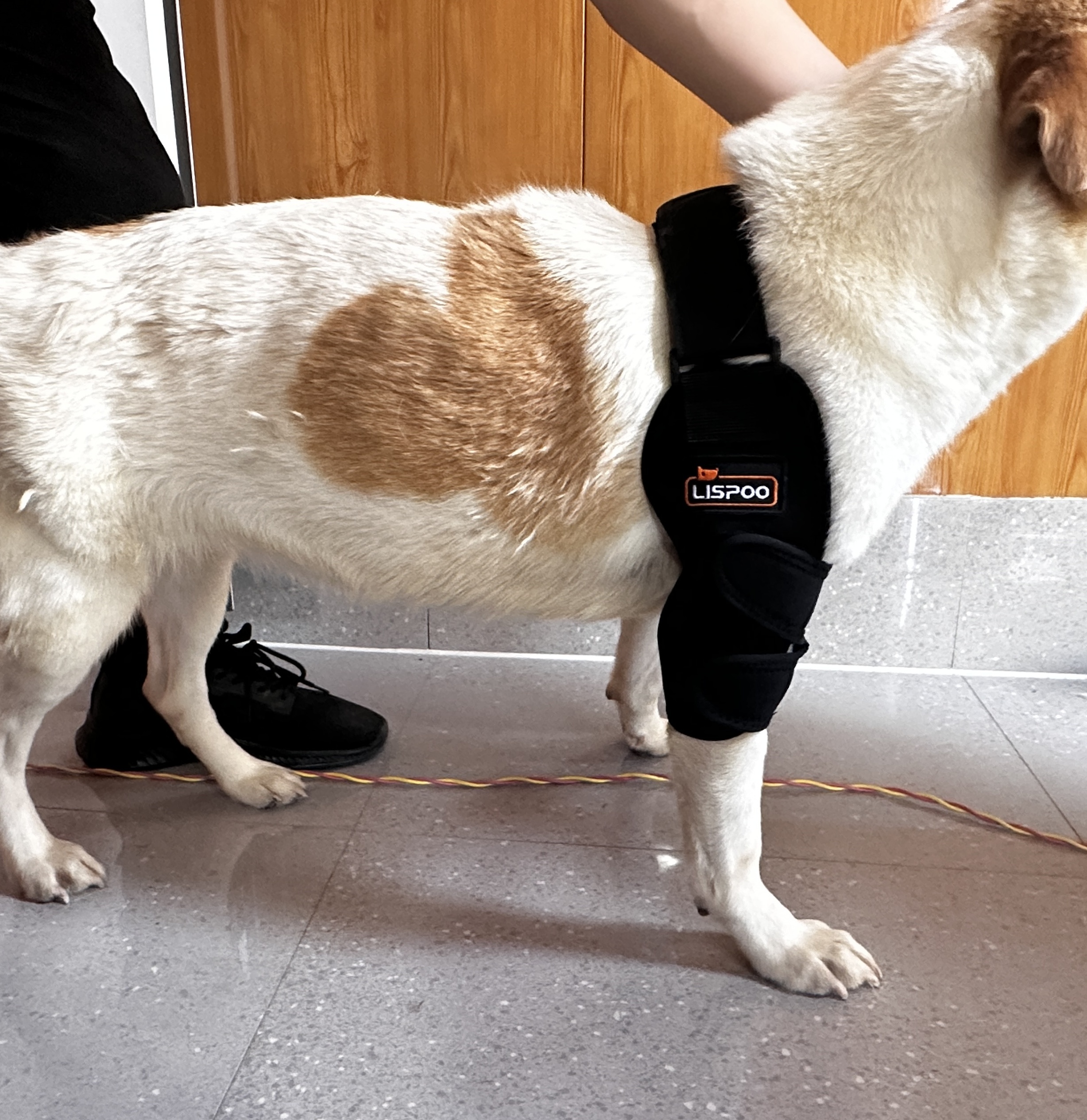 Dog Double Elbow & Shoulder Brace review Lg 03