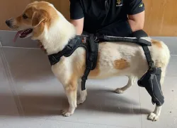 Dog Knee Brace for Torn Acl Hind Leg review Qlpl 01