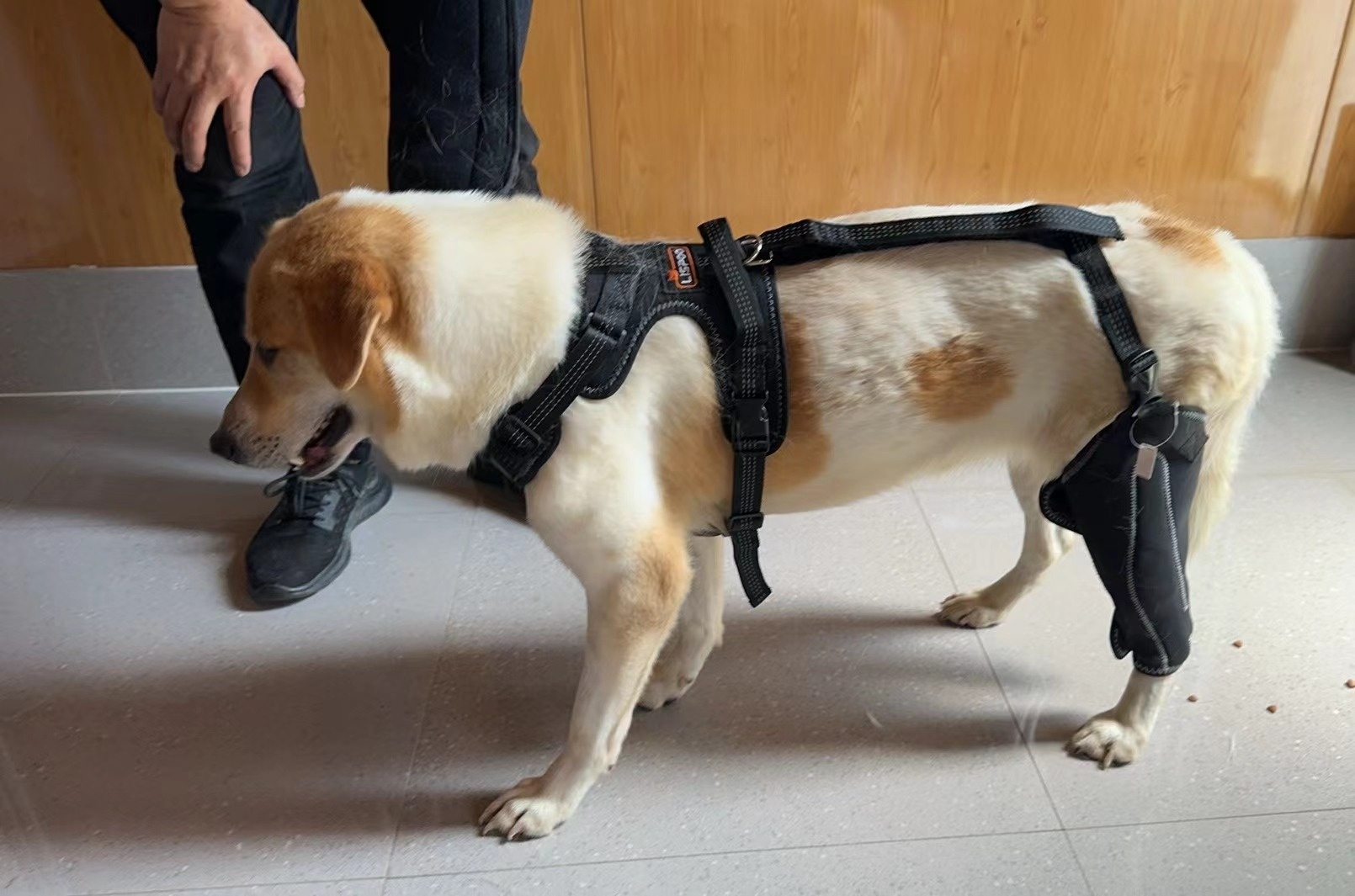 Dog Knee Brace for Torn Acl Hind Leg review Qlpl 02