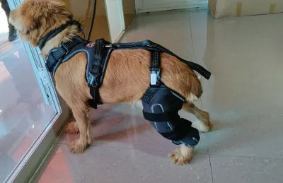 Dog Knee Brace for Torn Acl Hind Leg review 