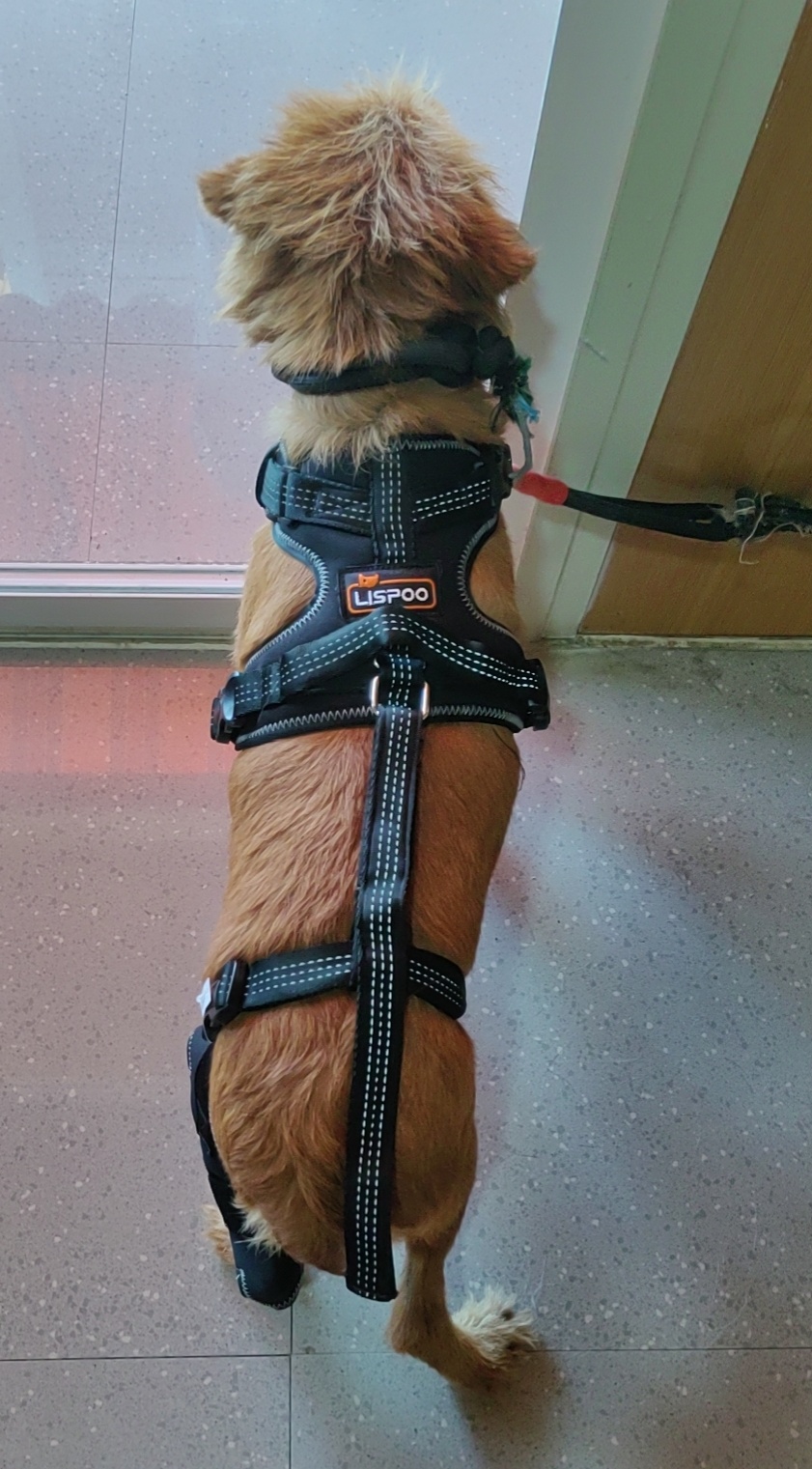 Dog Knee Brace for Torn Acl Hind Leg review Ghyjk 02